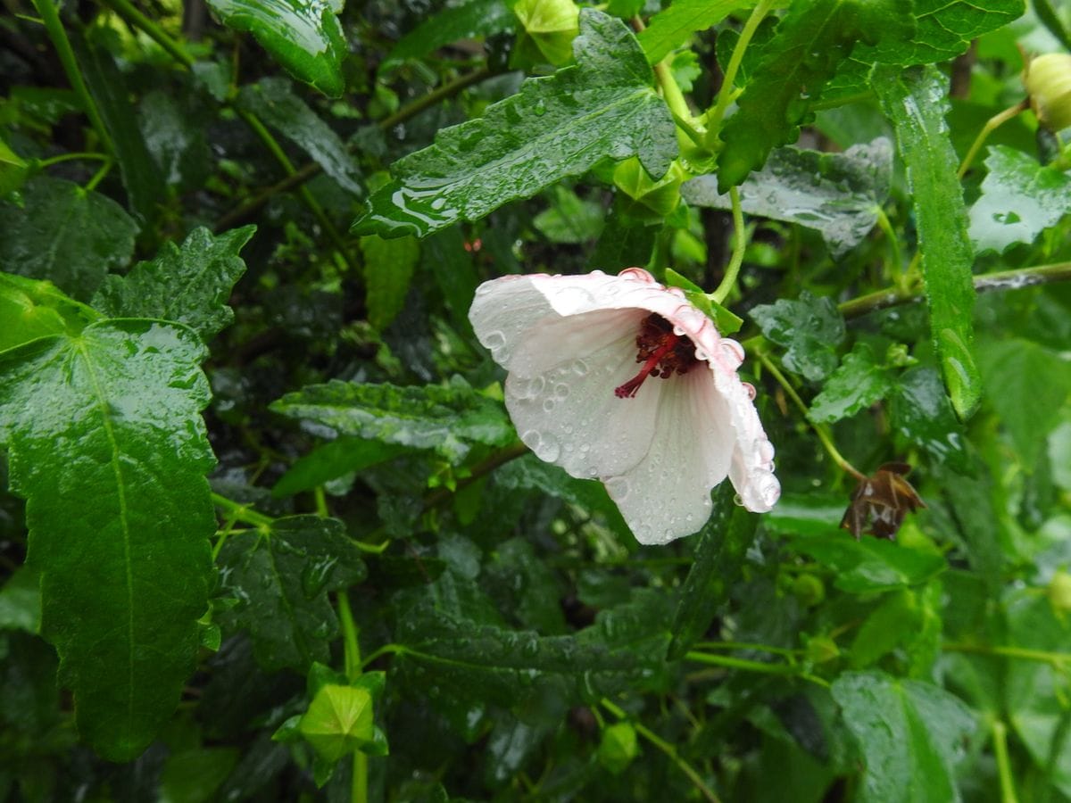 こっとの庭（雨なのに）