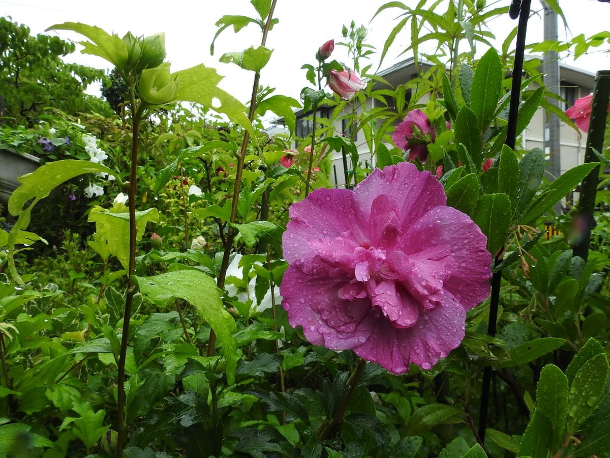 こっとの庭（雨なのに）