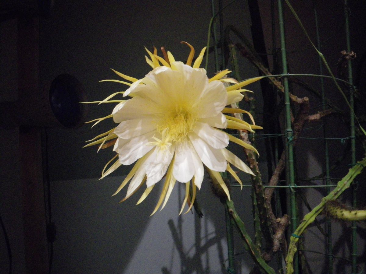 夜に開花する植物