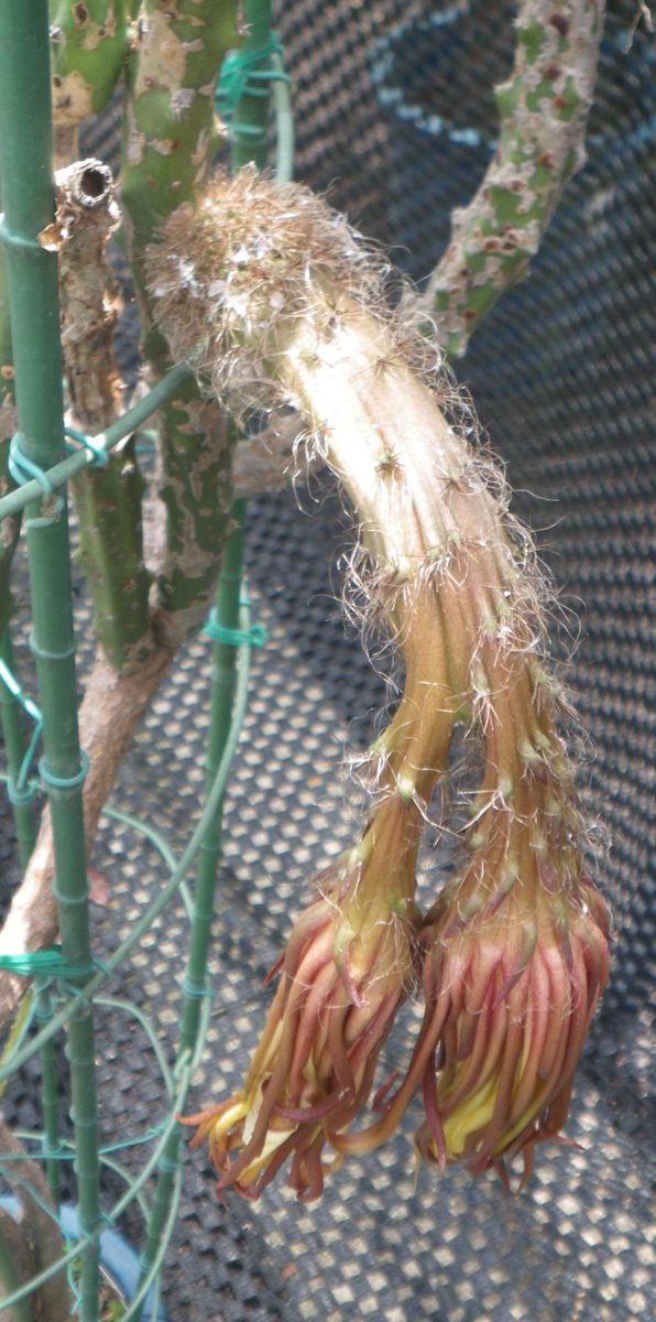 夜に開花する植物