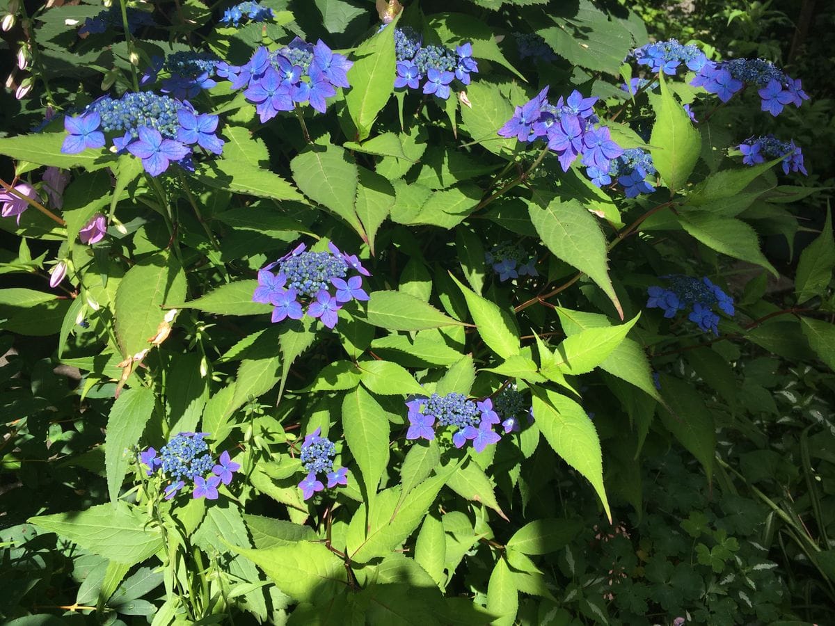 山紫陽花