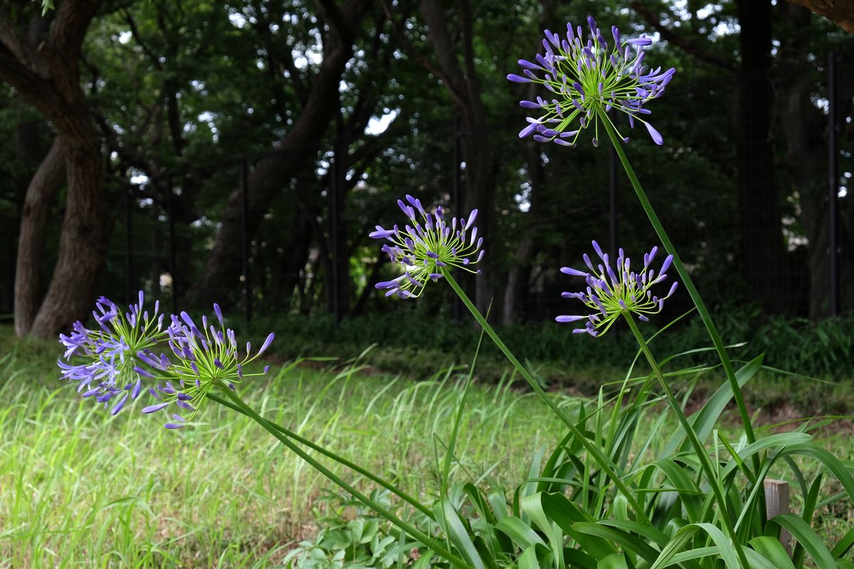 砥草（とくさ）