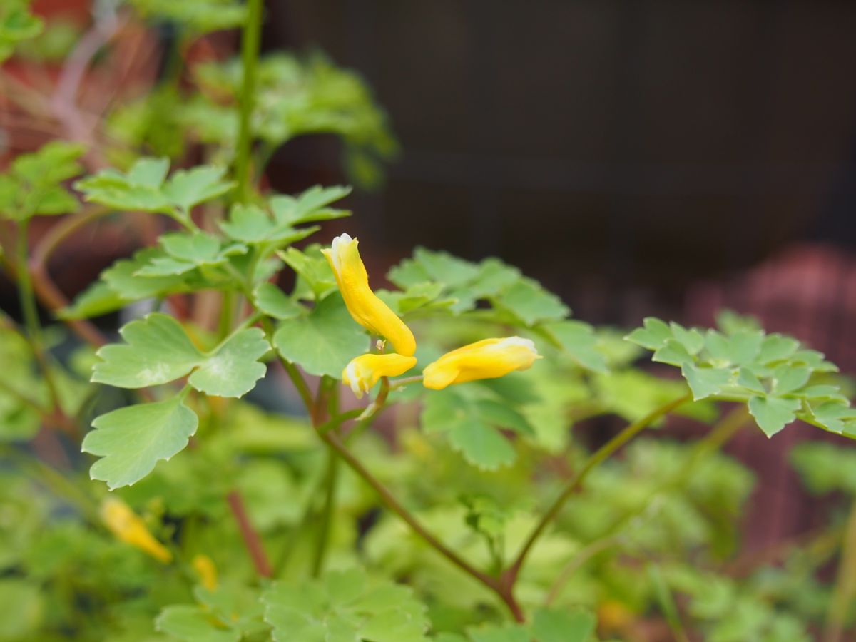 気が付いてたら咲いてる花