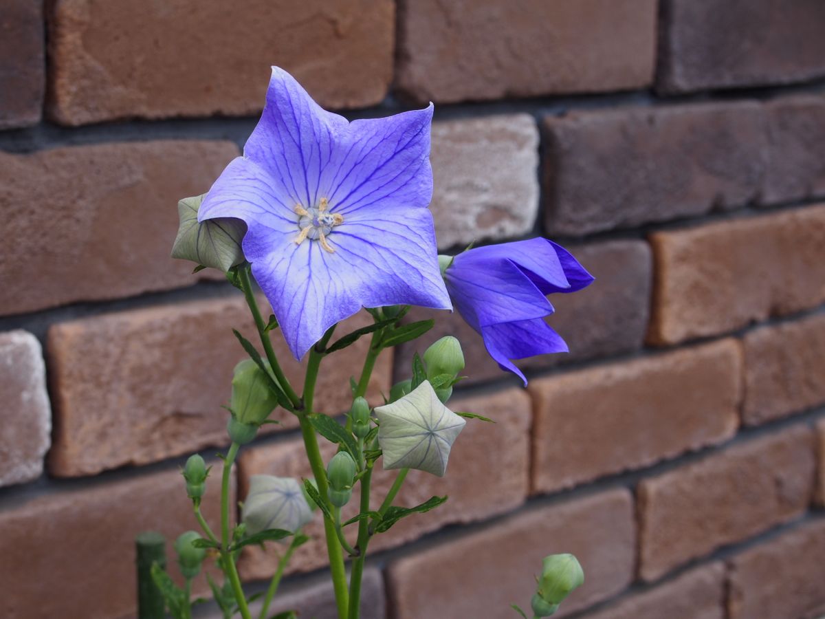 気が付いてたら咲いてる花