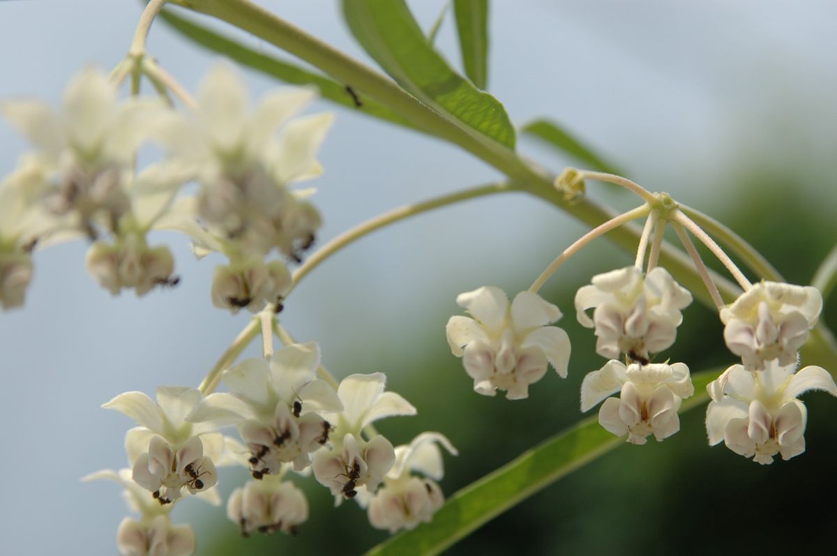 風船唐綿の花