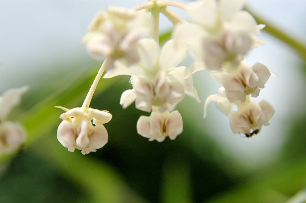 風船唐綿の花