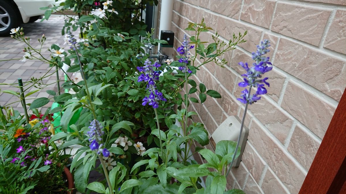 我が家の玄関前を飾る花たち