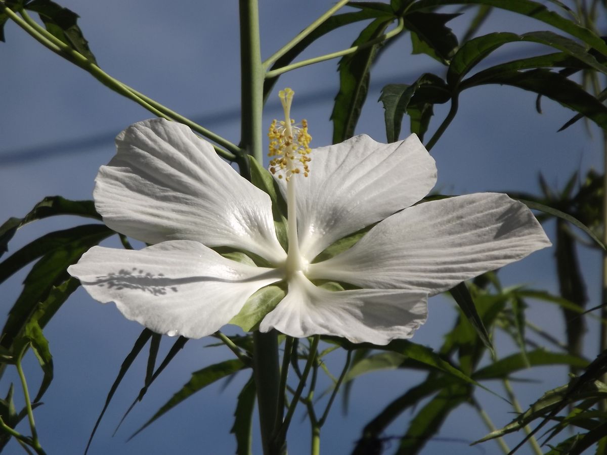 白花モミジアオイが咲きました♪