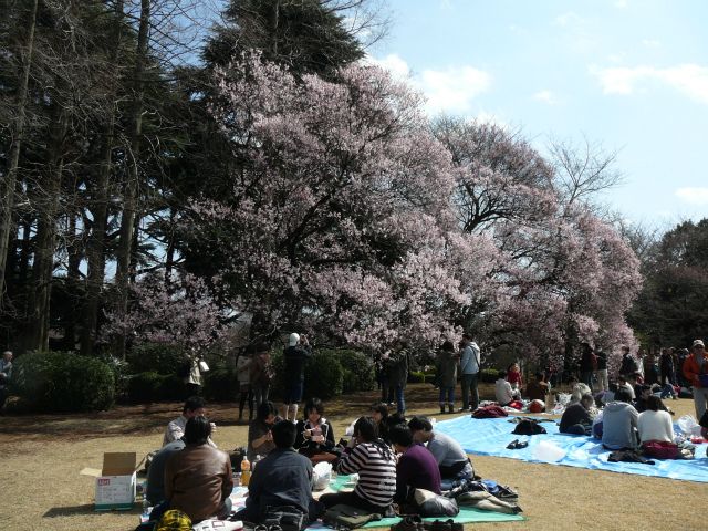 新宿御苑でお花見♪。