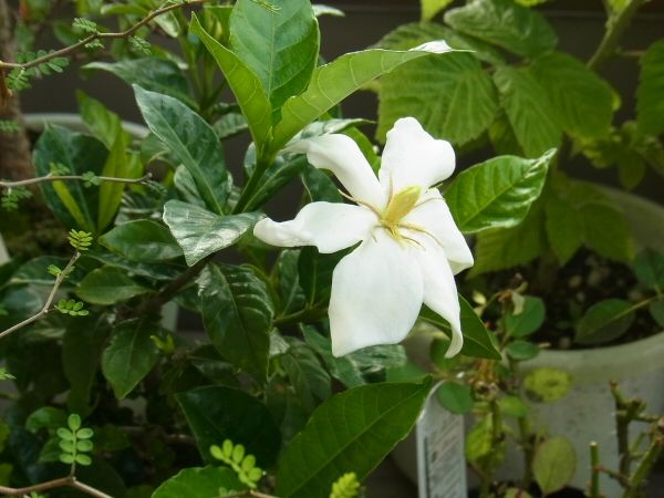 クチナシの開花と芋虫