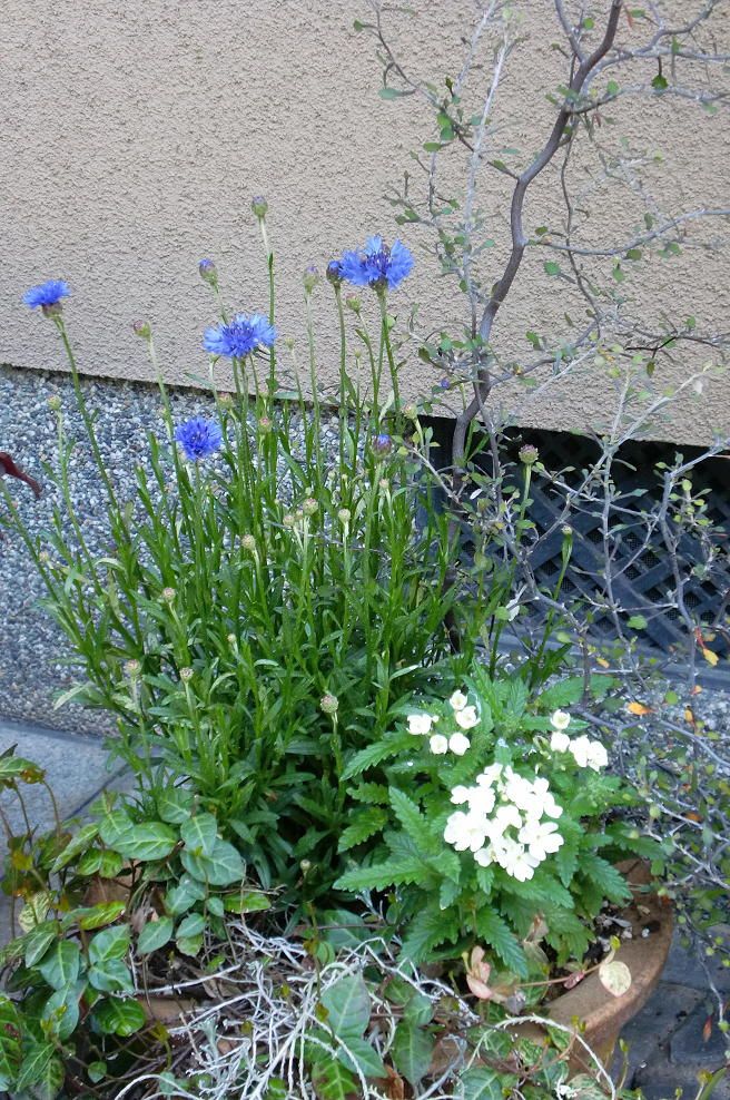 矢車菊の寄せ植え