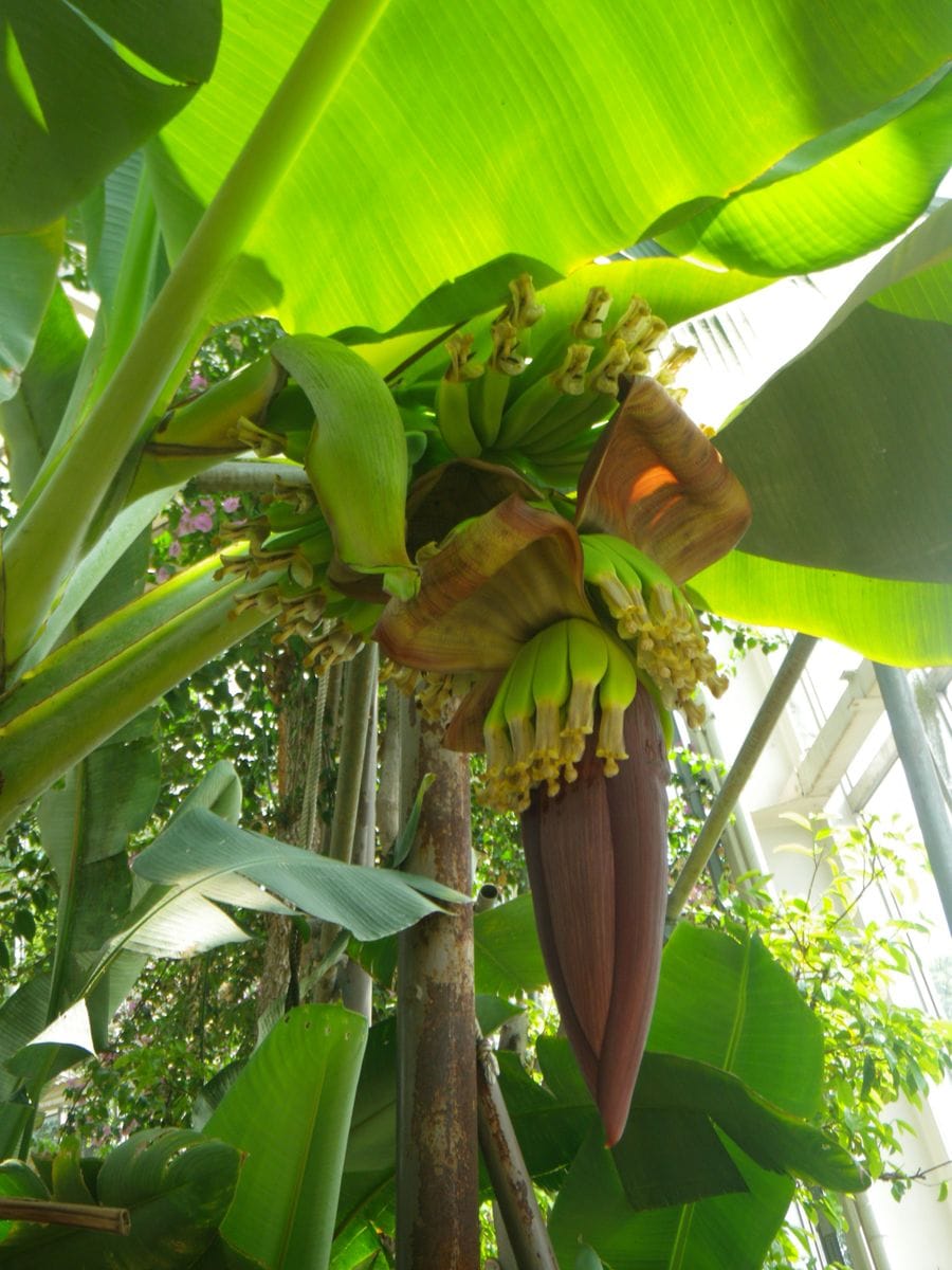 バナナとレッドバナナの花と実が同時に見られます