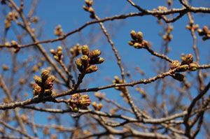 桜の開花情報（3/31現在）