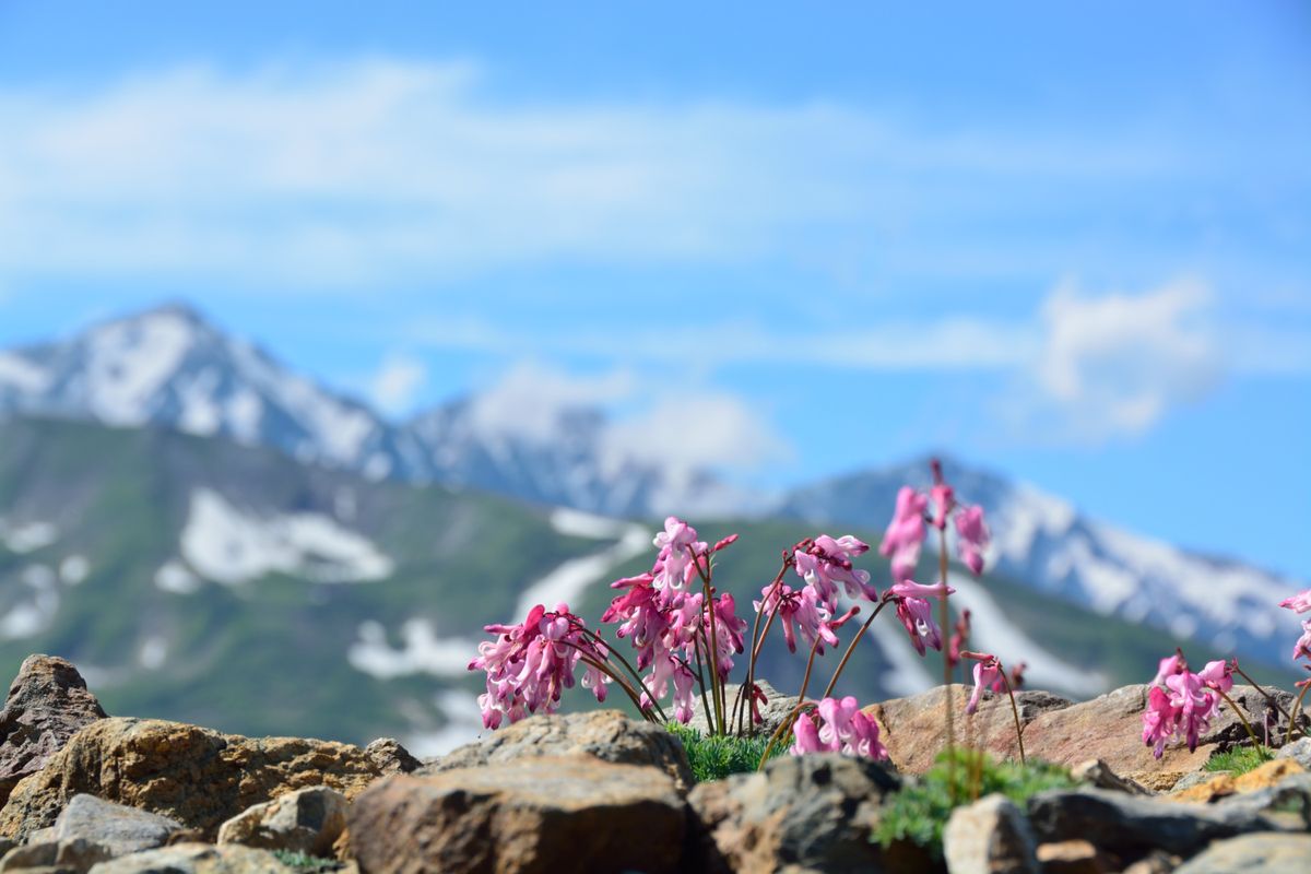 3色の ”見ごろの花”