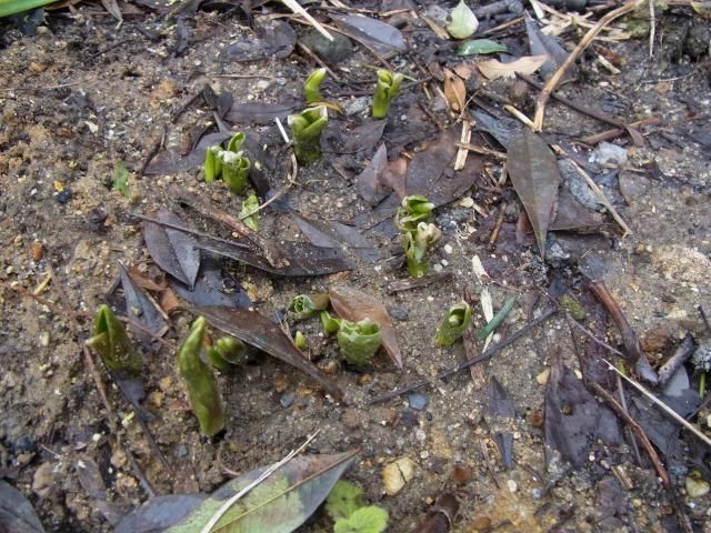 春の目覚め…芽覚め～！