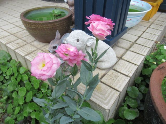 白花ハイビスカス