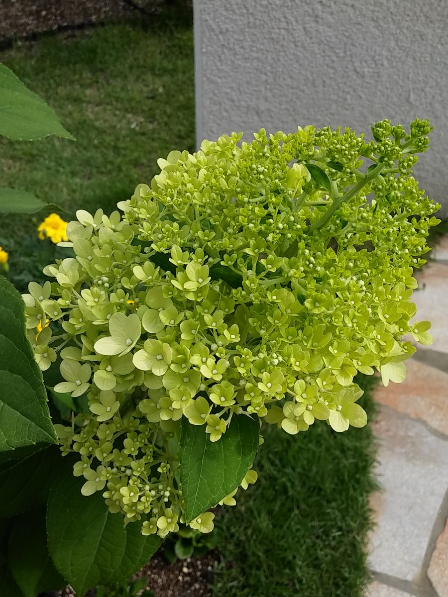 ノリウツギの開花♪