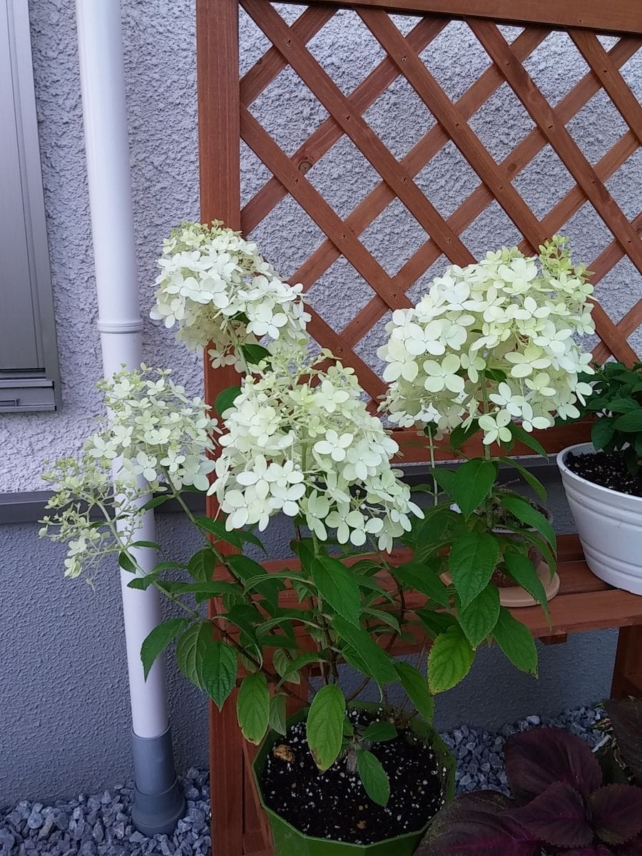 ノリウツギの開花♪