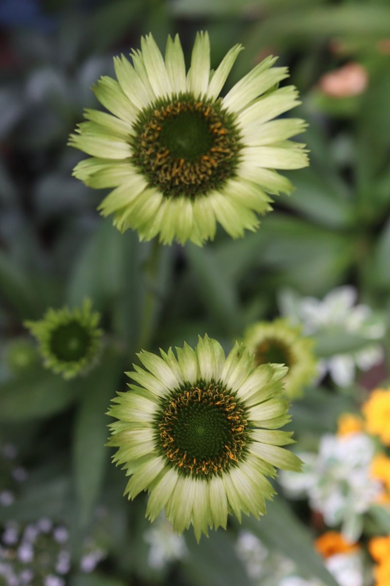 🌼夏の寄植え‥20日後