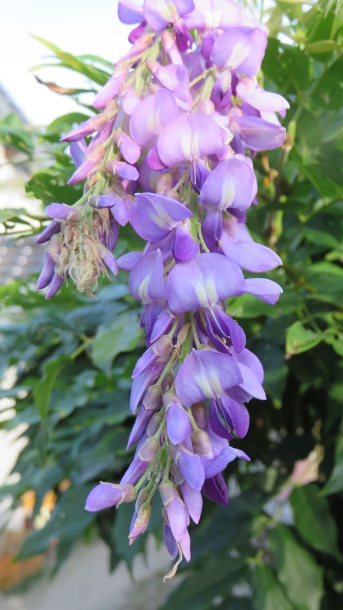 毎年　今頃ボケて咲く藤の花～😊～