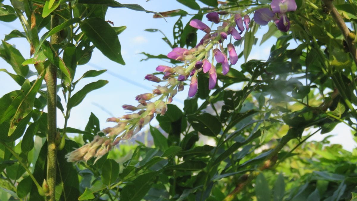 毎年　今頃ボケて咲く藤の花～😊～