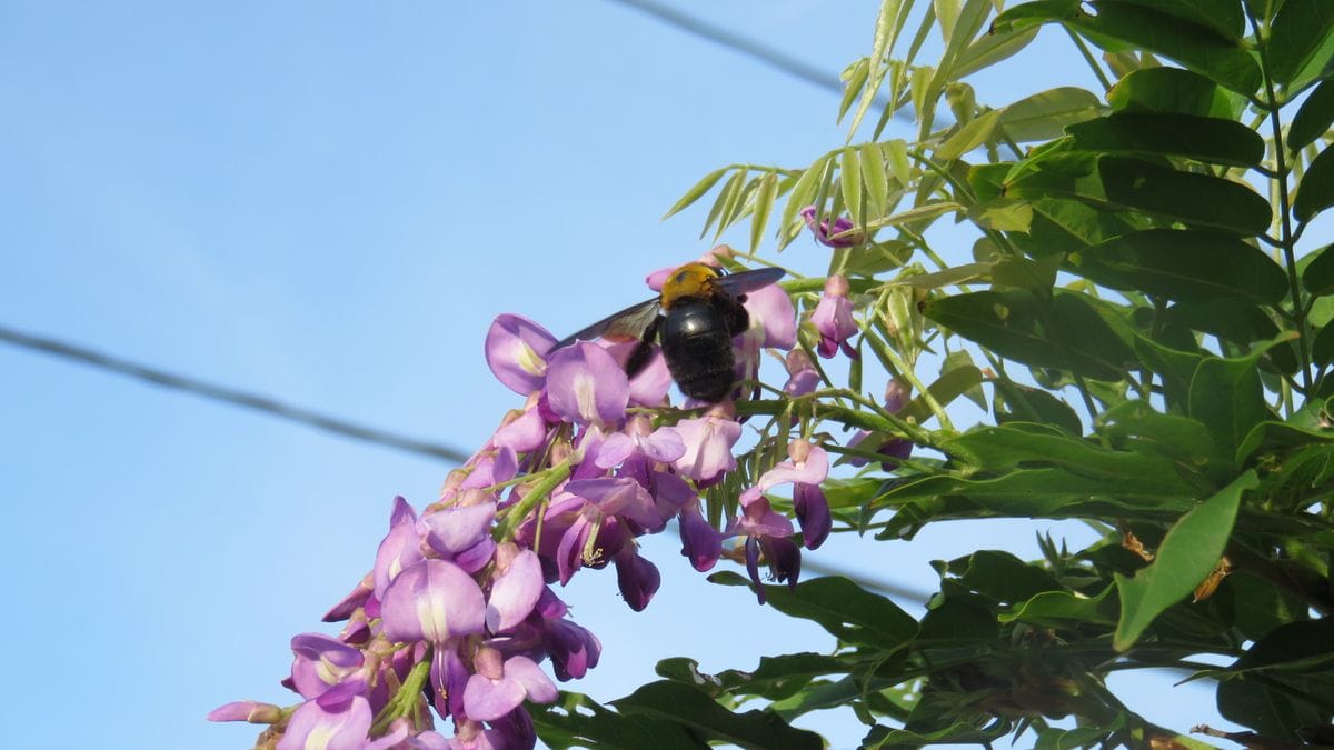 毎年　今頃ボケて咲く藤の花～😊～