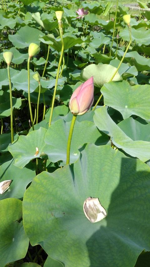 兵庫県加東市　「平池公園」の蓮