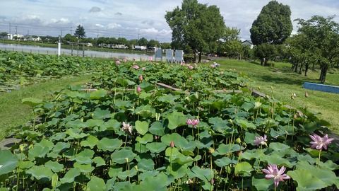 兵庫県加東市　「平池公園」の蓮