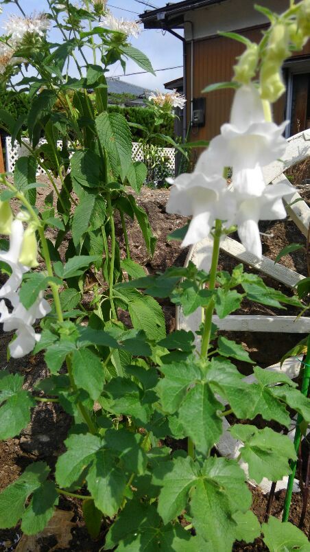 庭に植えたかったもの