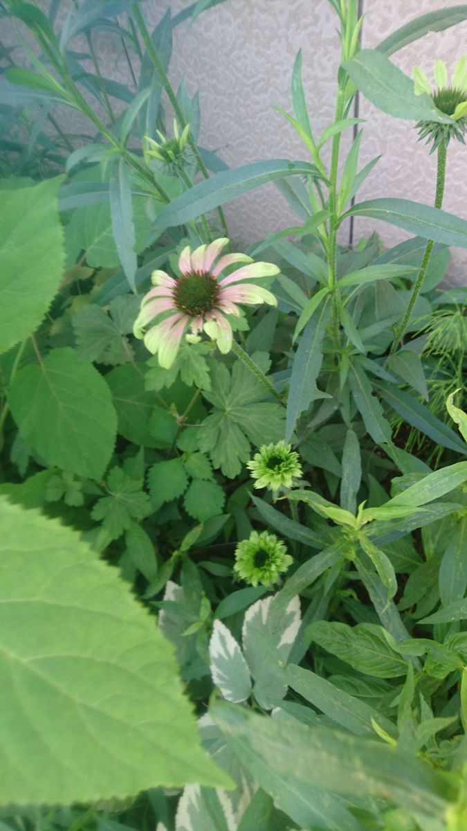 涼やかな花と重宝な花