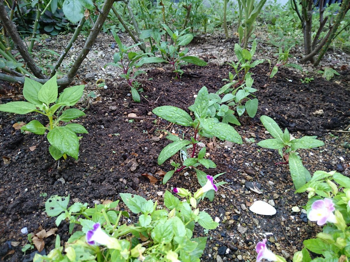 種蒔き苗の植え付け