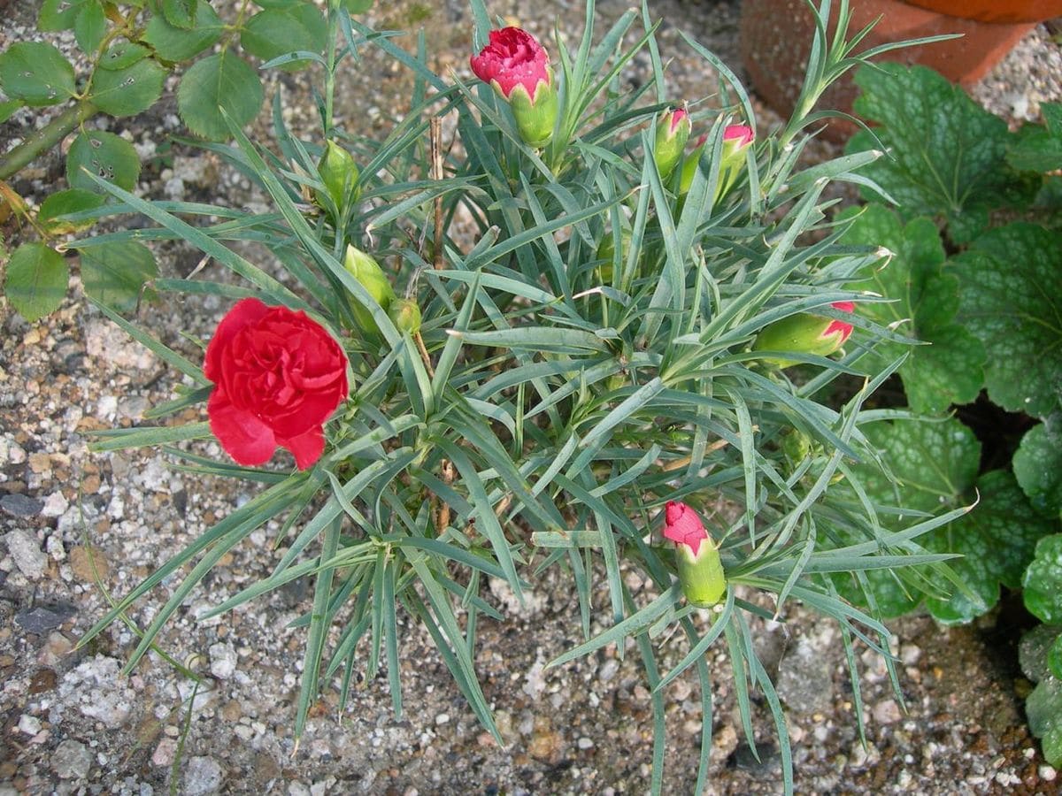 ホルスタインガーデンの夏の花