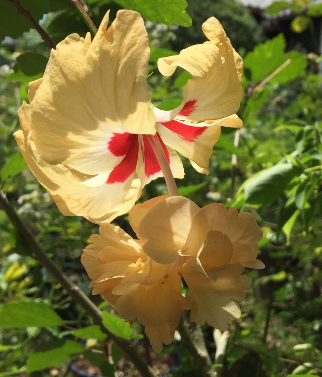 今日の花