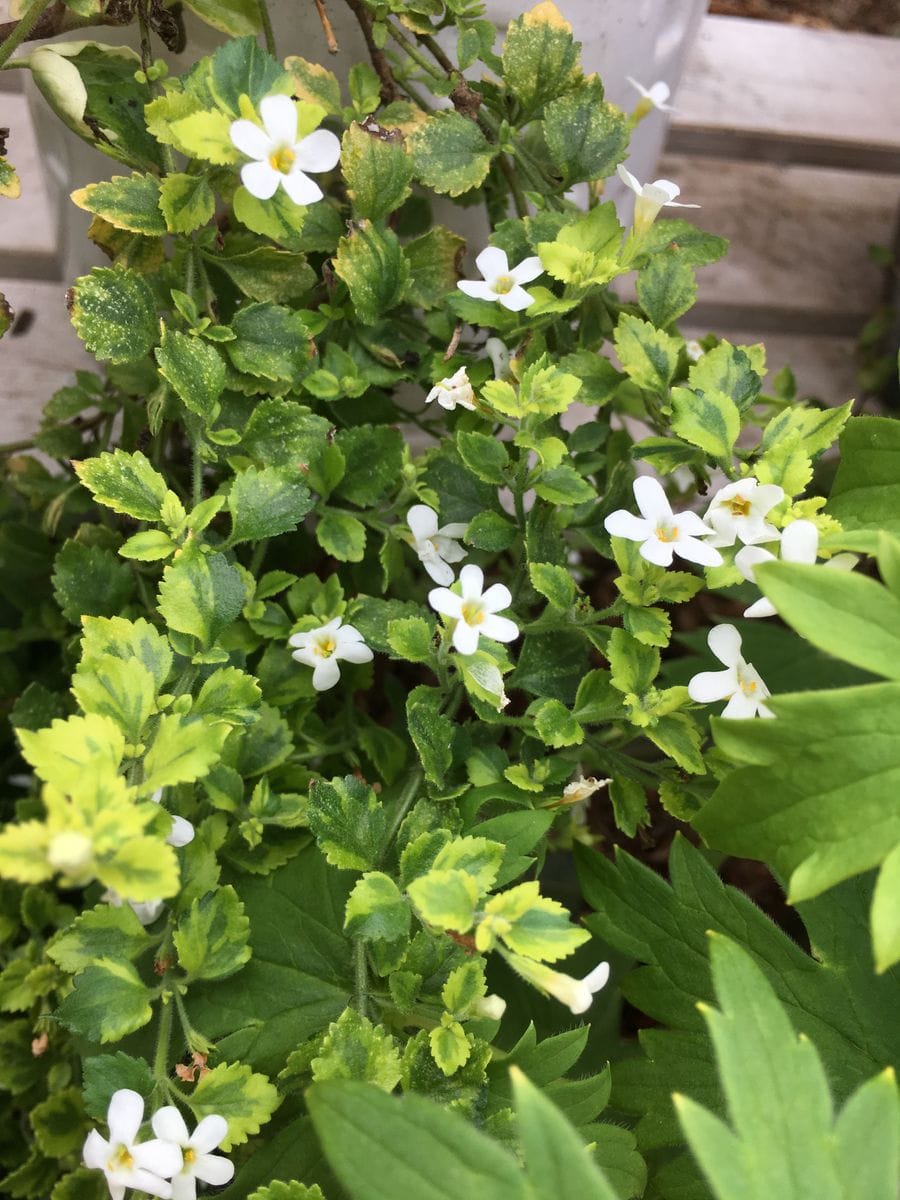 涼しそうなお花さん😉