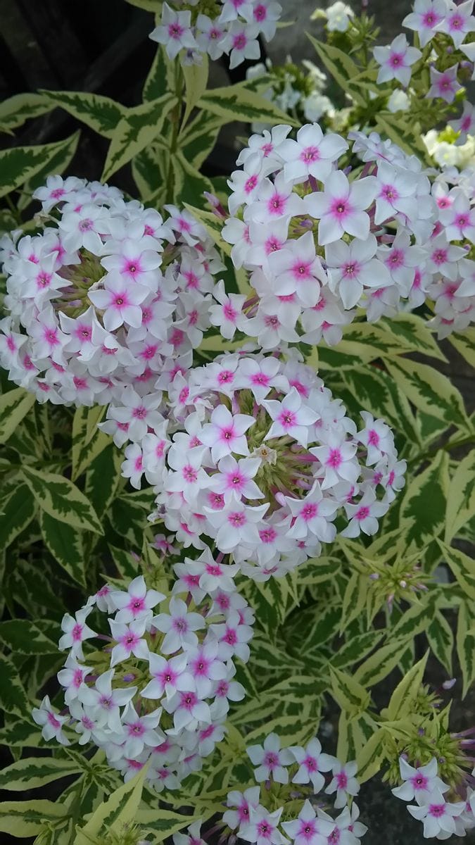 昨日の花散歩。