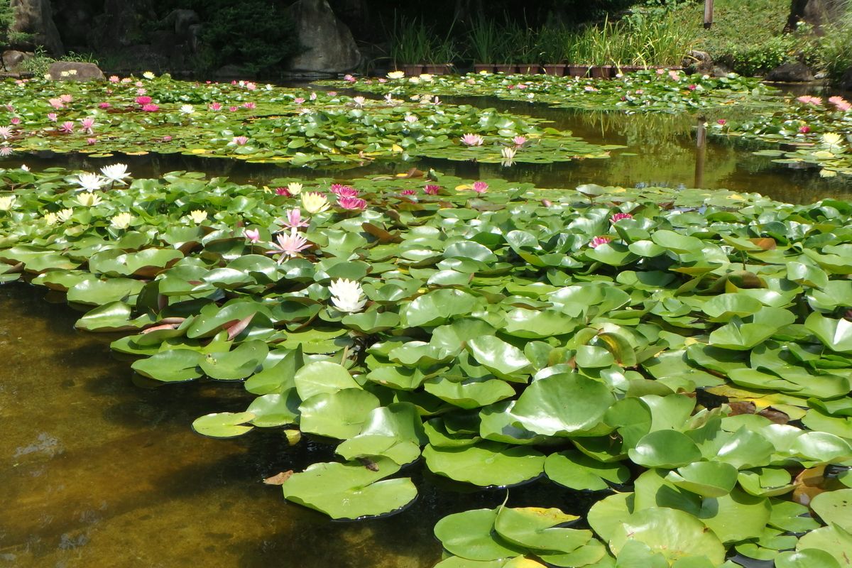 水生植物公園みずの森５（スイレン・蓮）