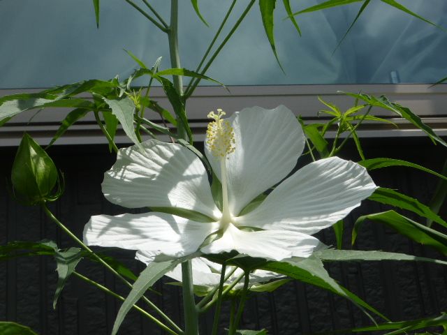 白花モミジアオイの花咲きました。