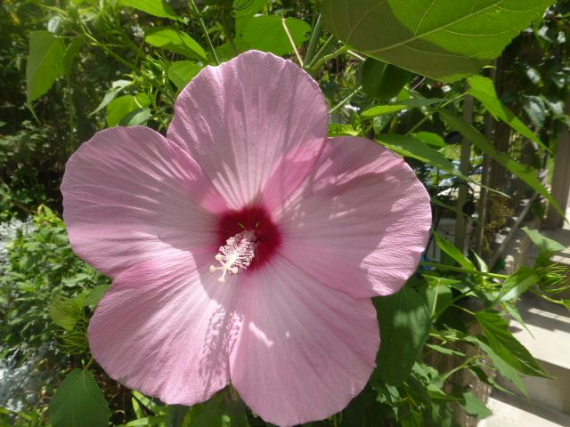 白花モミジアオイの花咲きました。