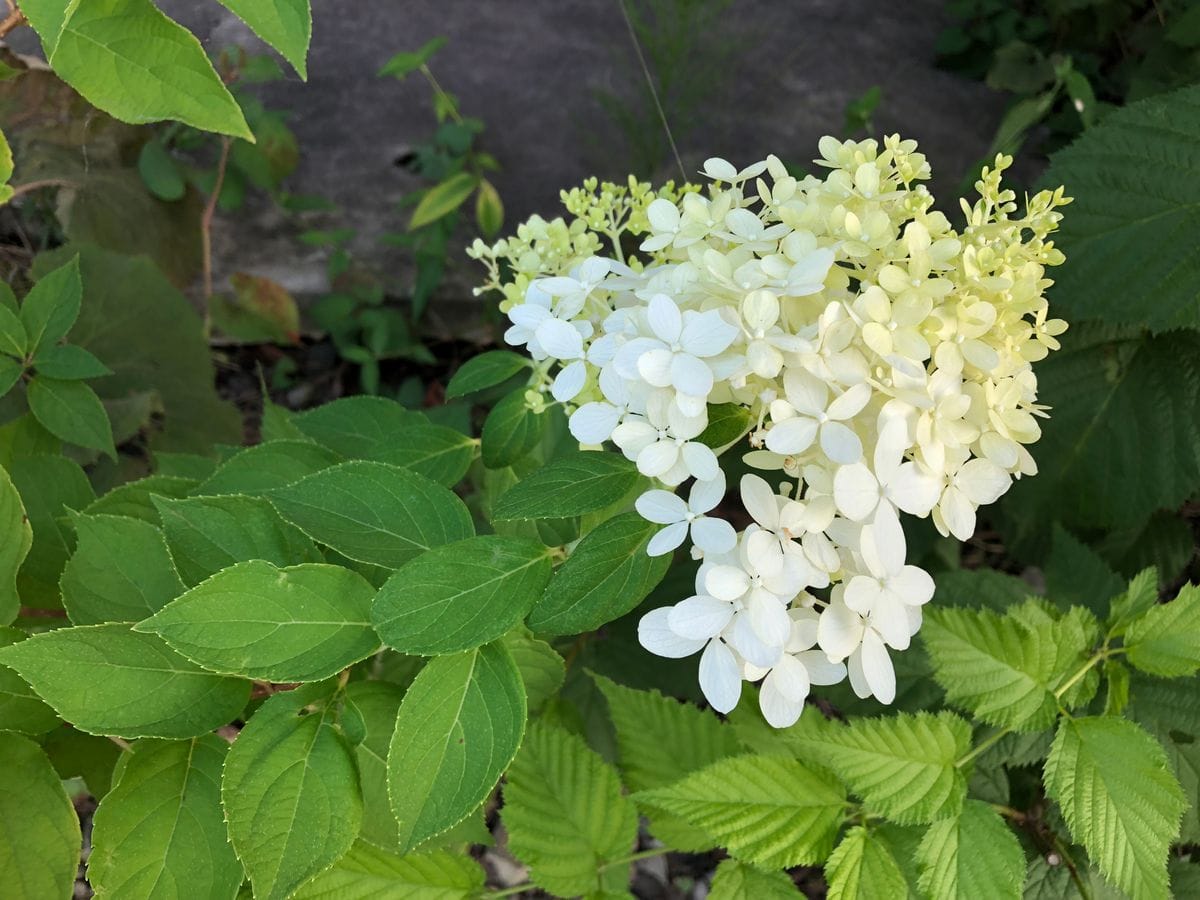 灼熱の7月