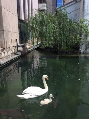 鳳仙花と白鳥