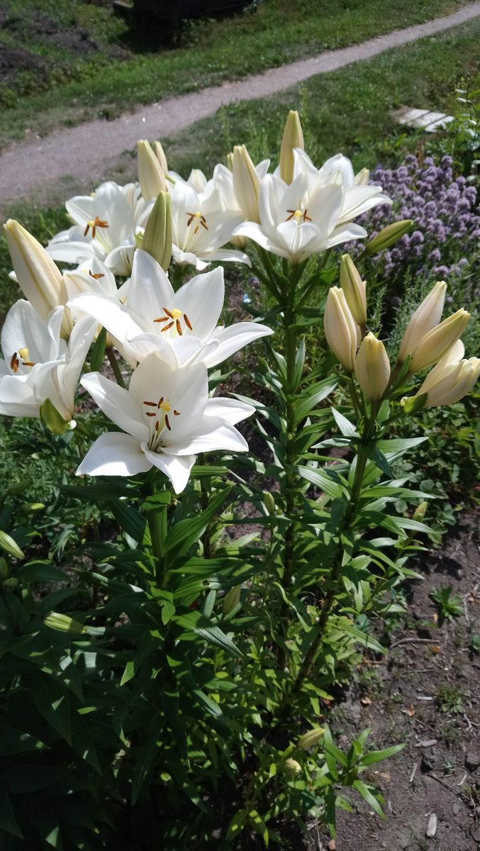 百合の花がいっぱい！