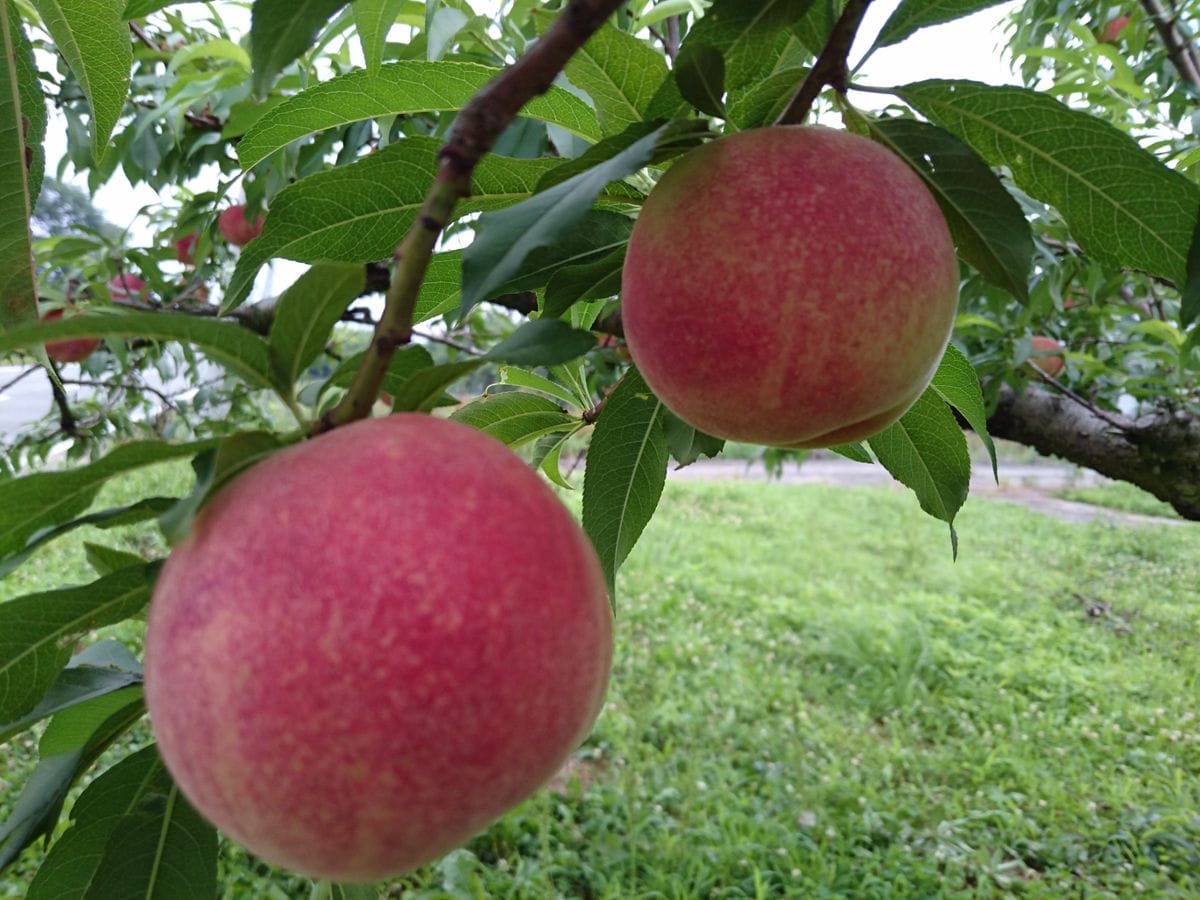 桃の収穫🍑