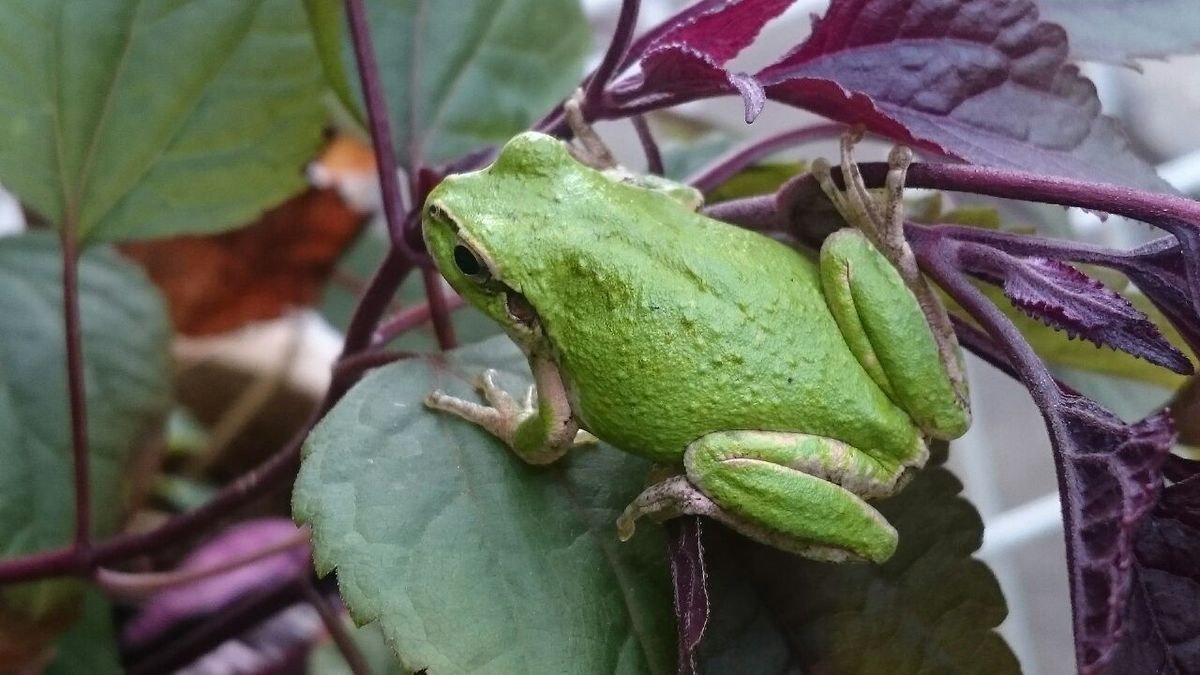 カエルの楽園⁉～閲覧注意 カエルのみ～