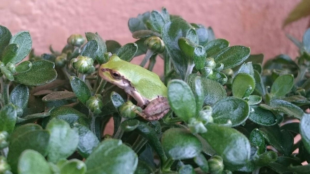 カエルの楽園⁉～閲覧注意 カエルのみ～