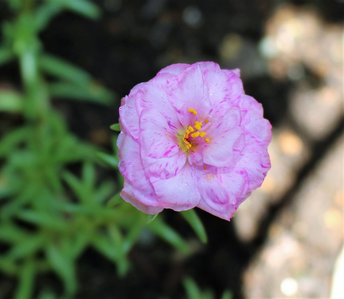 今日は赤い花で