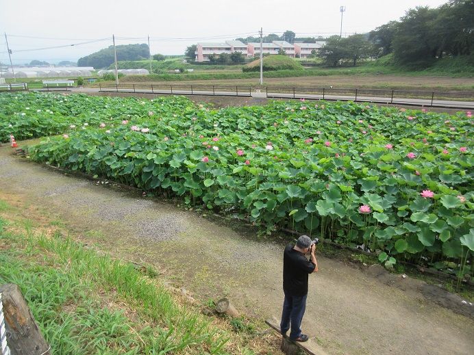 ハスの観賞