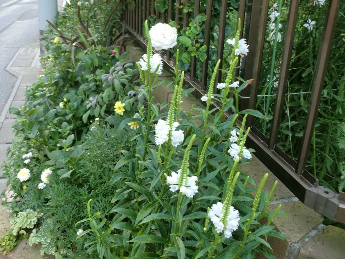 夏の花　トラノオ