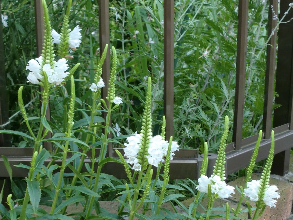 夏の花　トラノオ