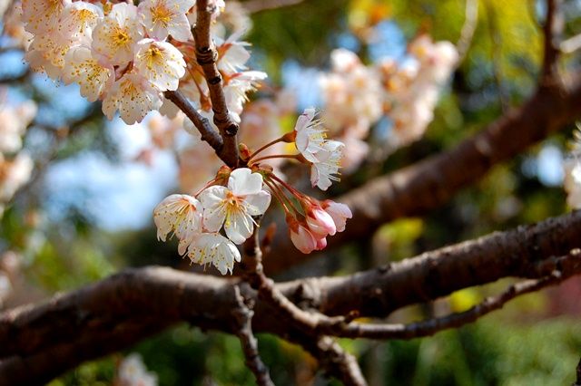 桜の仲間たち