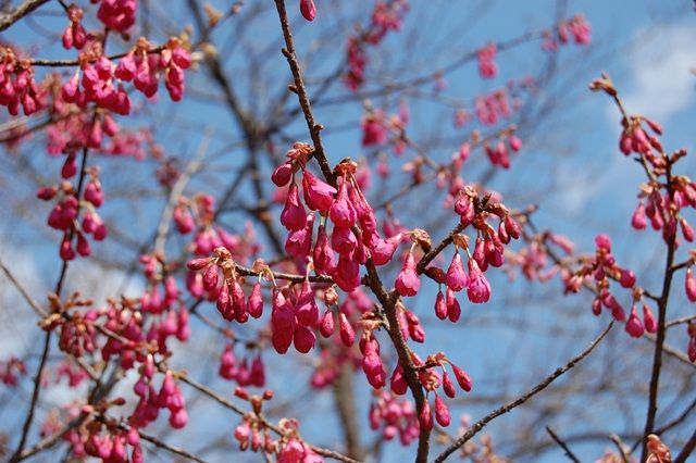 桜の仲間たち